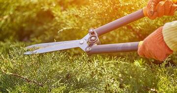 Summer Hedge Trimming: How to Do It