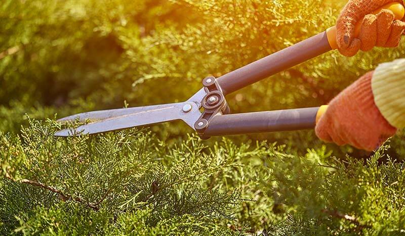 Summer Hedge Trimming: How to Do It