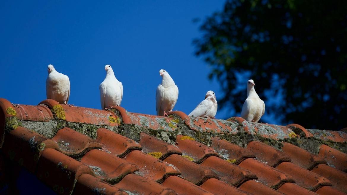 The best roofing materials for reroofing in 2023
