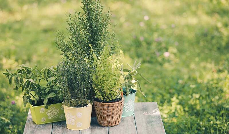 How to Create Your Own Herb Corner – Simple and Practical Tips