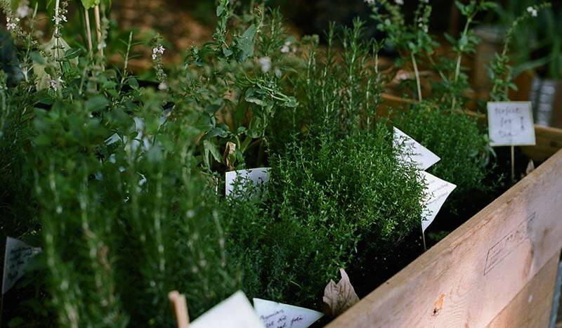 How to Create Your Own Herb Corner – Simple and Practical Tips