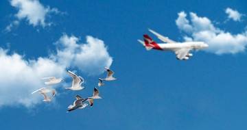 A természet által ihletett tetőtervezés