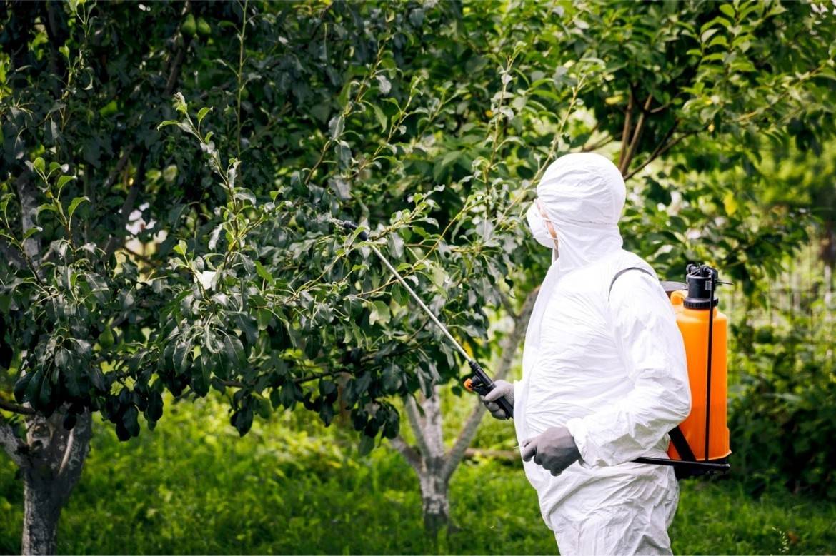 Hogyan szabaduljunk meg a mezei poloskáktól − egyszerű és hatékony módszerek