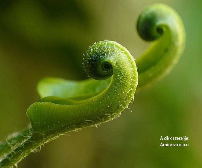 A természet által ihletett tetőtervezés