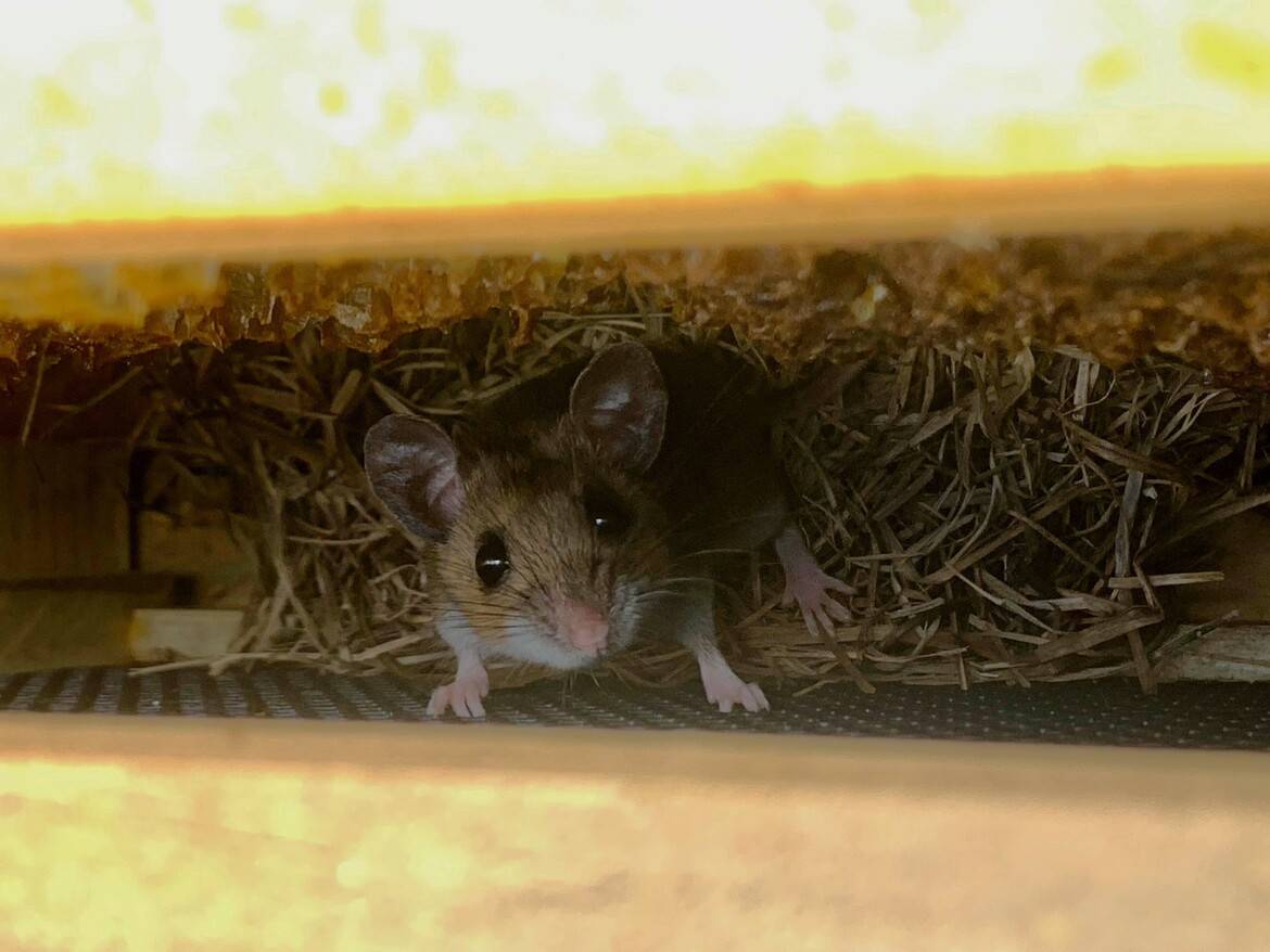 Source: https://backyardbeekeeping.iamcountryside.com/health-pests/...