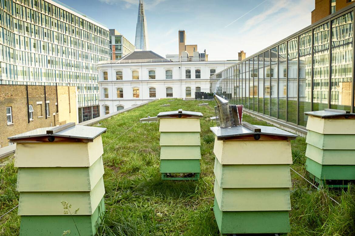 Source: Bermondsey Street Bees