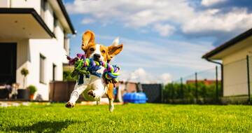 Înălţimea adecvată pentru tunderea gazonului, conform specialiştilor