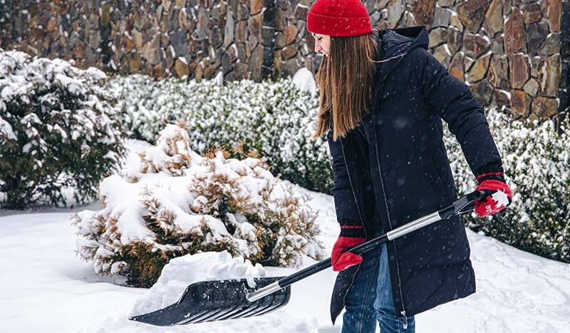 Grădină de iarnă fără muncă grea: ce poţi face în luna ianuarie