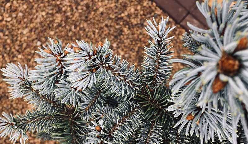 Grădină de iarnă fără muncă grea: ce poţi face în luna ianuarie