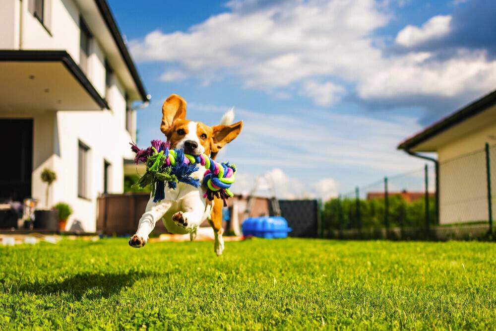 Înălţimea adecvată pentru tunderea gazonului, conform specialiştilor