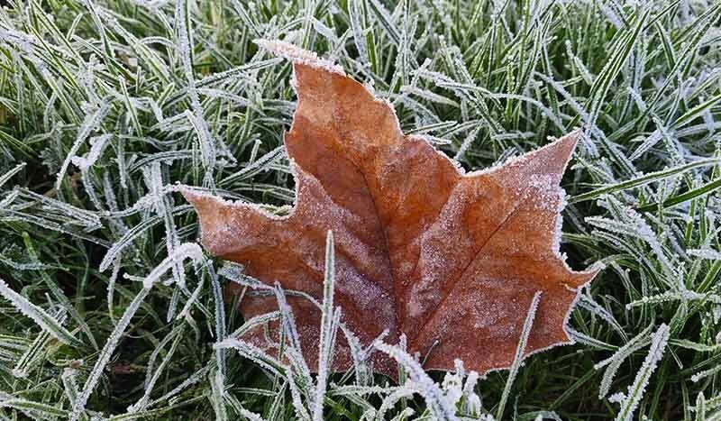 CUM SĂ ÎŢI PREGĂTEŞTI GRĂDINA PENTRU IARNĂ