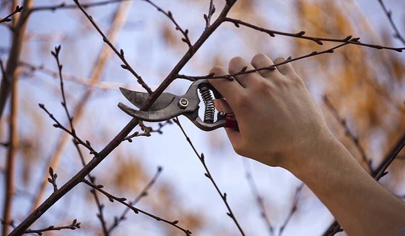 CUM SĂ ÎŢI PREGĂTEŞTI GRĂDINA PENTRU IARNĂ