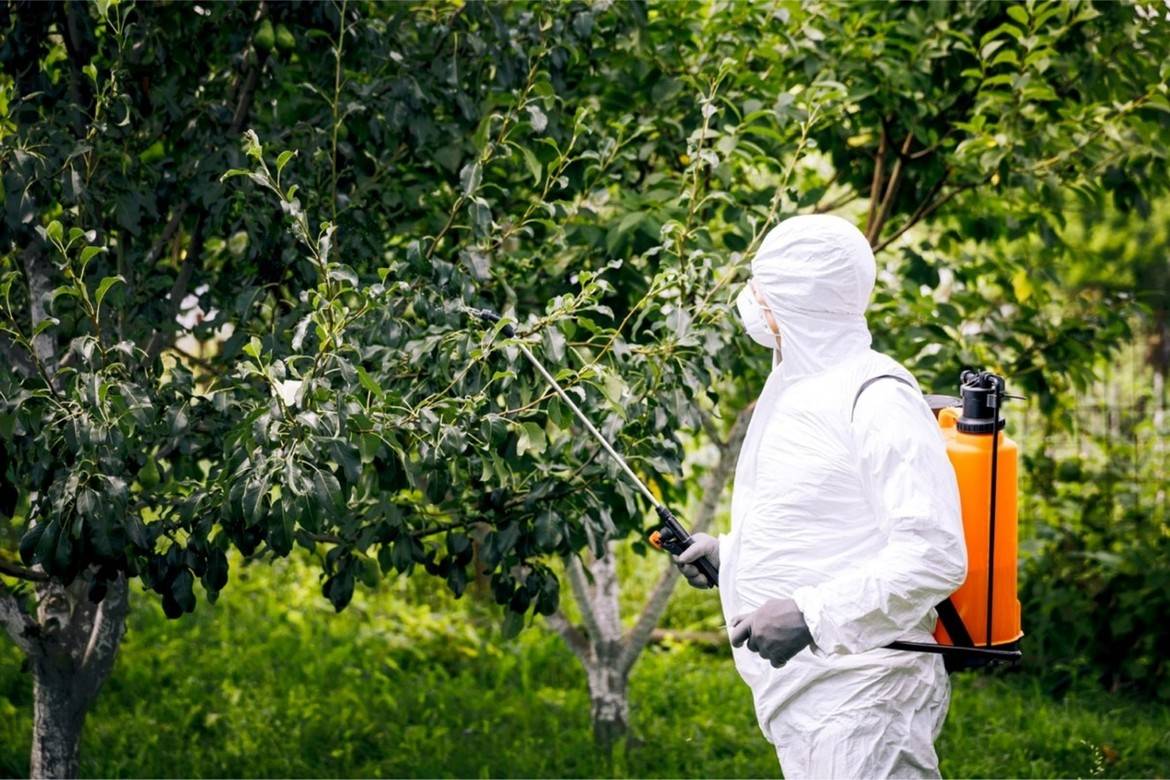 Enostavni in učinkoviti načini, kako se znebiti smrdljivih hroščev