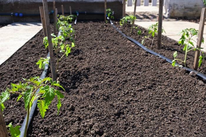 Najboljši načini za zalivanje vaših vrtnih rastlin