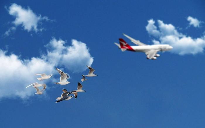 Oblikovanje streh z navdihom iz narave