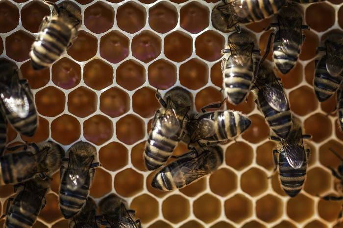 Oblikovanje streh z navdihom iz narave