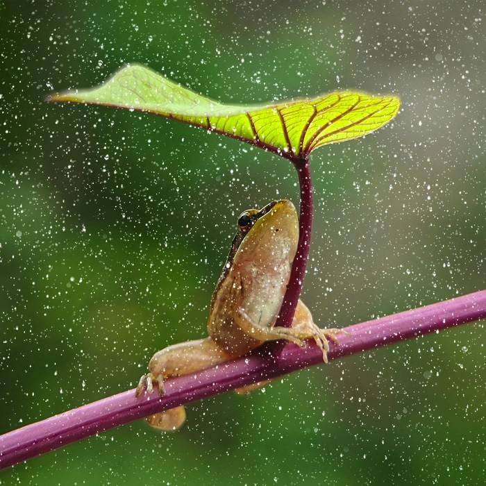 Oblikovanje streh z navdihom iz narave